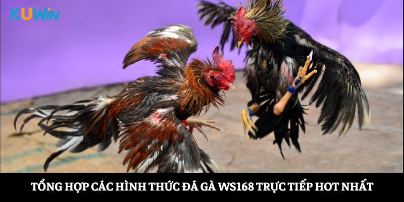 Tổng hợp các hình thức đá gà Ws168 trực tiếp HOT nhất