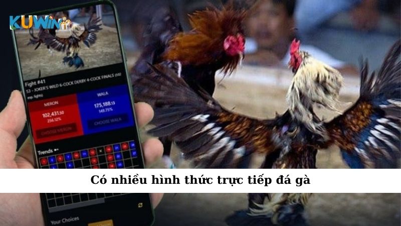 Có nhiều hình thức trực tiếp đá gà