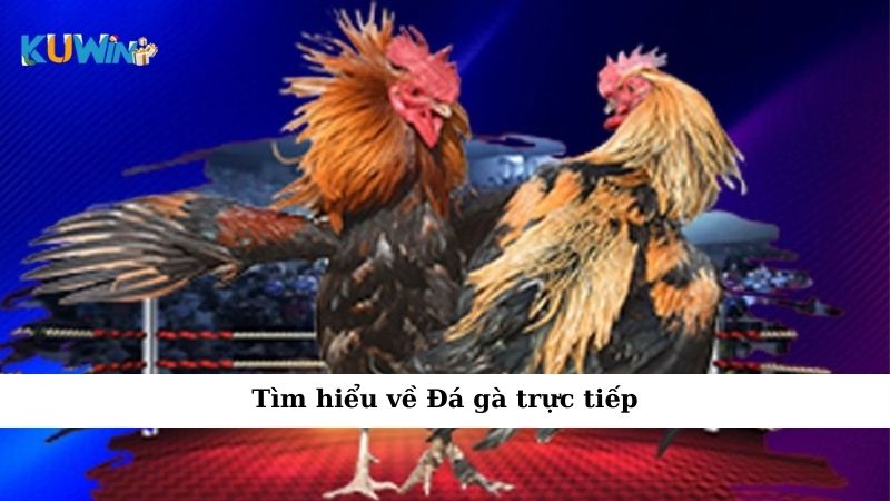 Tìm hiểu về Đá gà trực tiếp