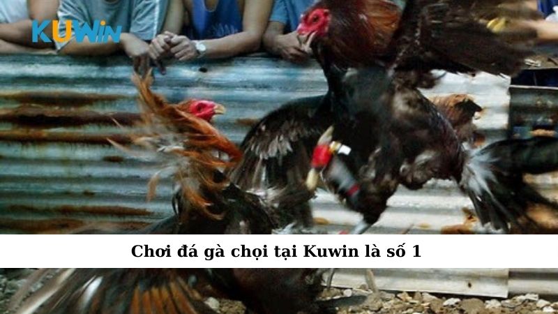 Chơi đá gà chọi tại Kuwin là số 1