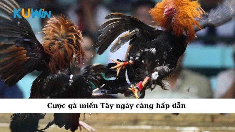 Cược gà miền Tây ngày càng hấp dẫn