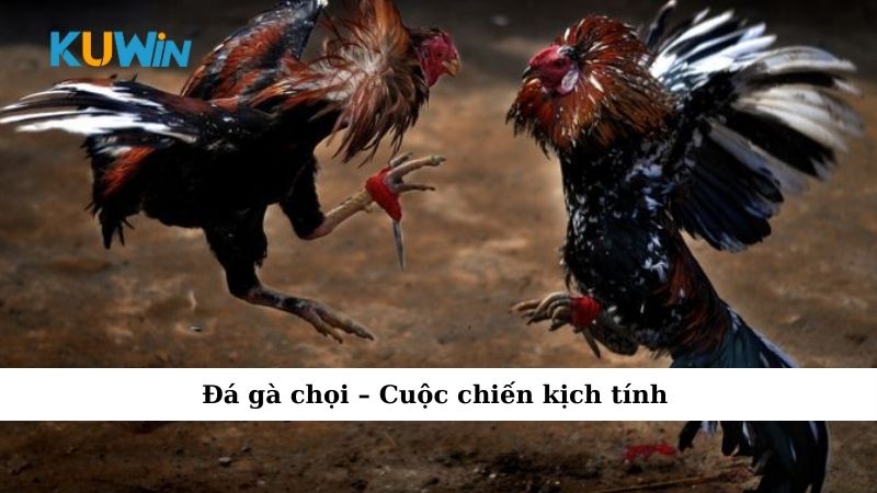 Đá gà chọi