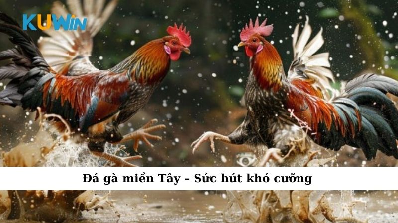 Đá gà miền Tây