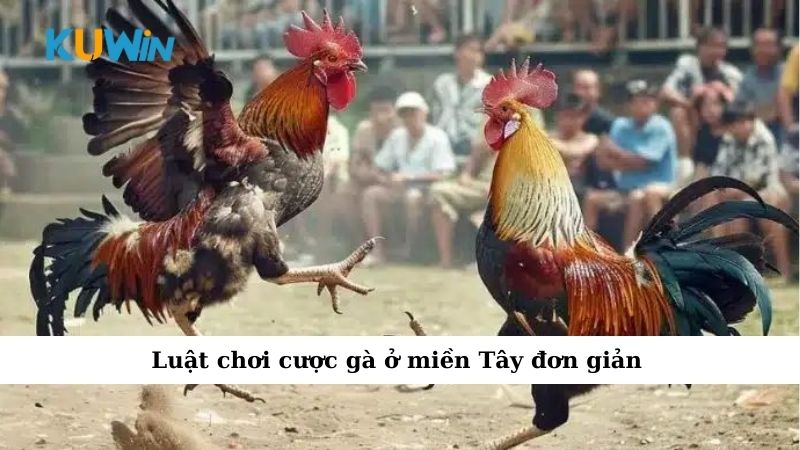 Luật chơi cược gà ở miền Tây đơn giản
