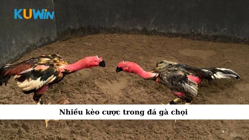 Nhiều kèo cược trong đá gà chọi