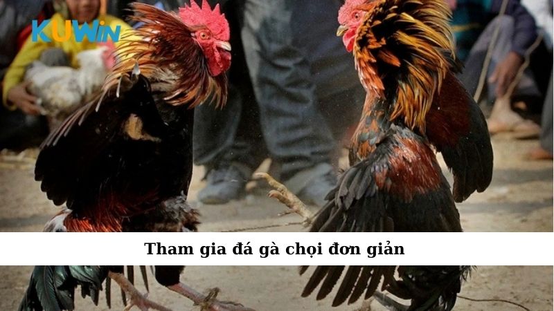 Tham gia đá gà chọi đơn giản