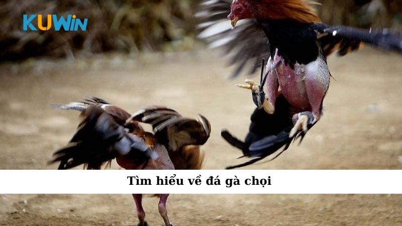 Tìm hiểu về đá gà chọi