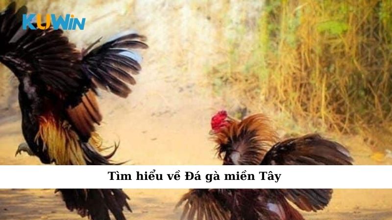 Tìm hiểu về Đá gà miền Tây