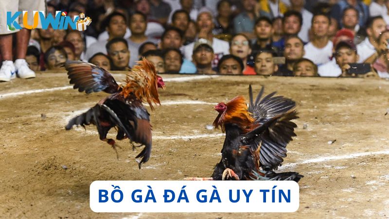 Bồ gà tổ chức đá gà độ lớn uy tín