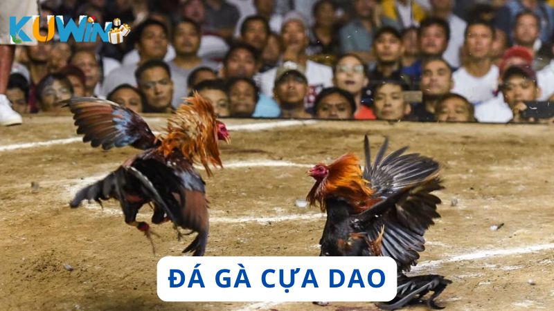 Đá gà cựa dao