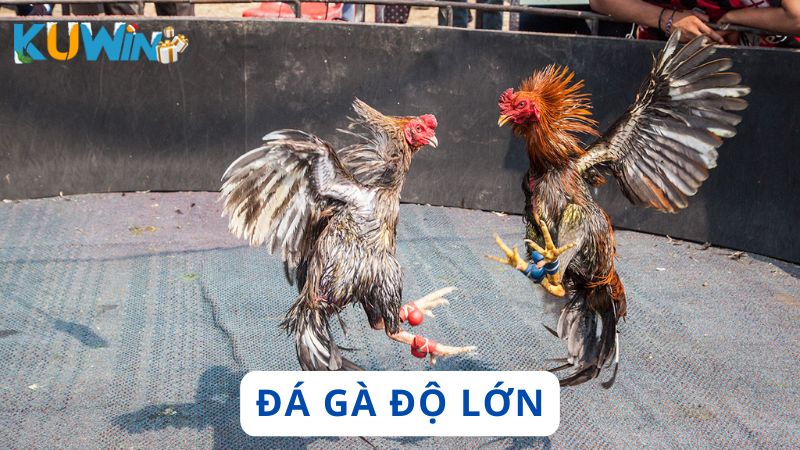 Đá gà độ lớn
