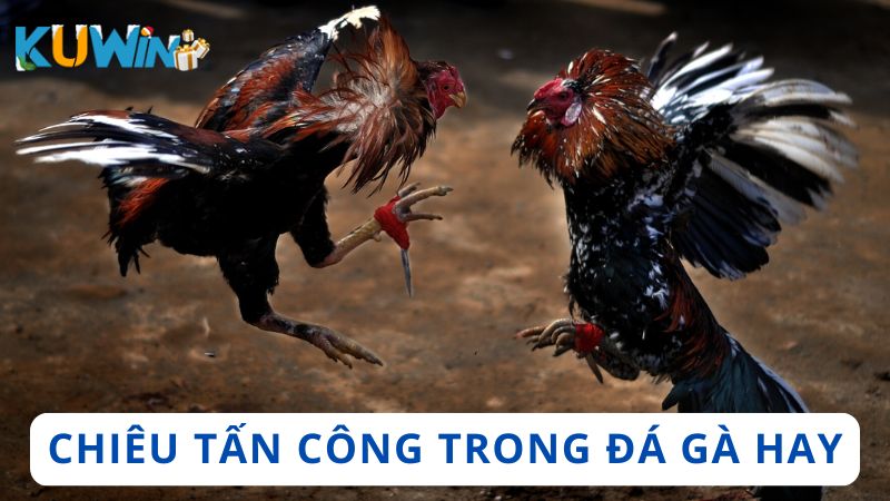 Những trận đá gà có chiêu tấn công cực hay