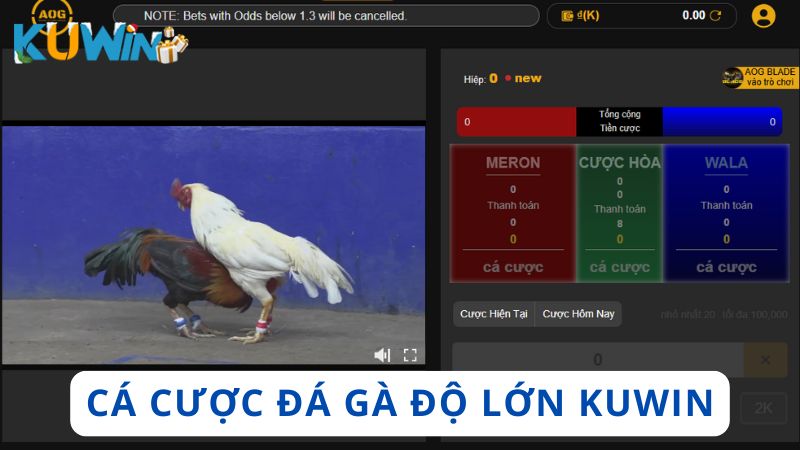 Tham gia cá cược đá gà độ lớn tại Kuwin