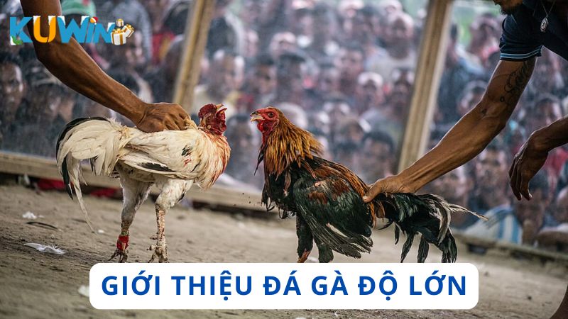 Tổng quan về các trận đá gà có mức cược lớn
