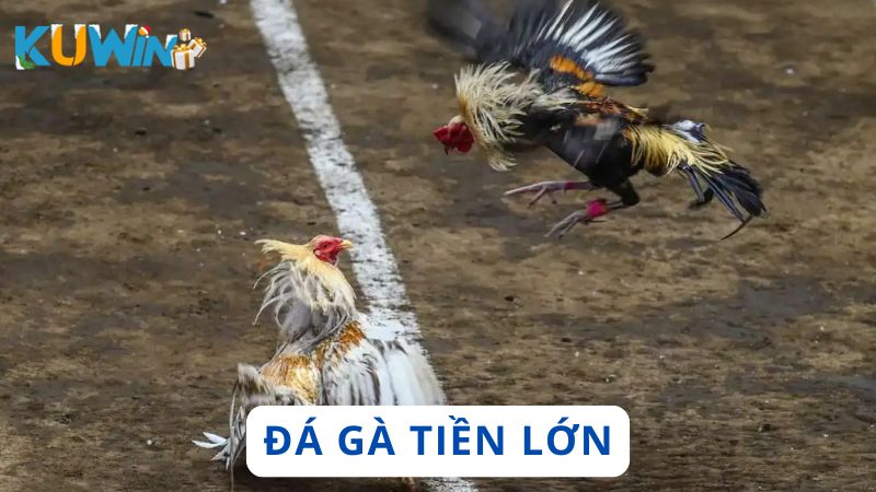 Đá gà tiền lớn