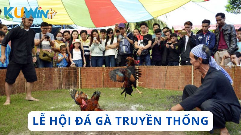 Đá gà truyền thống được tổ chức thành lễ hội