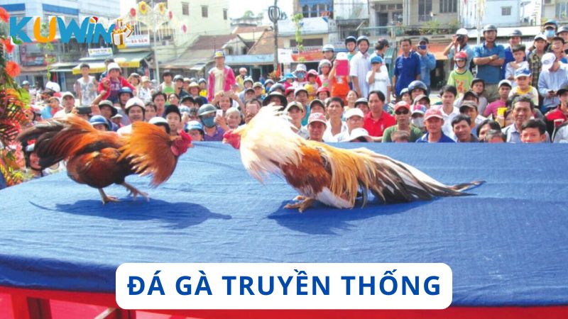 đá gà truyền thống