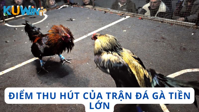 Lý do các trận đá gà tiền lớn thu hút được hàng trăm nghìn người quan tâm