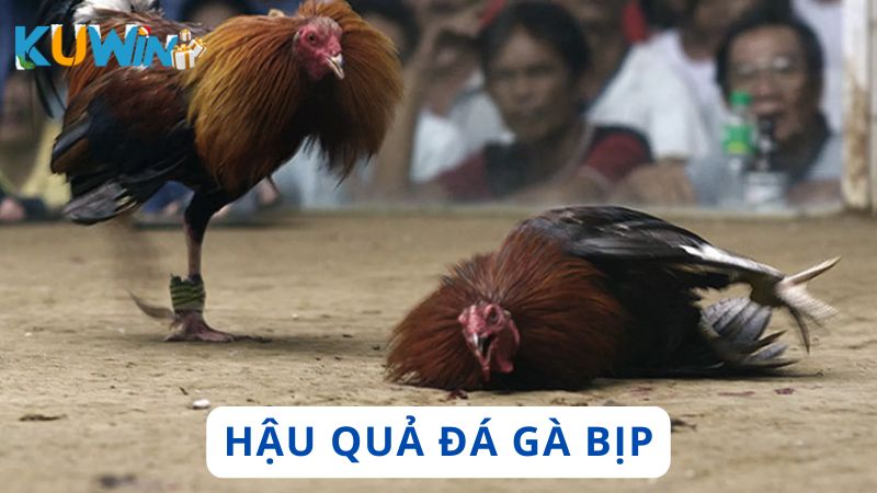 Những hậu quả do đá gà bịp gây ra