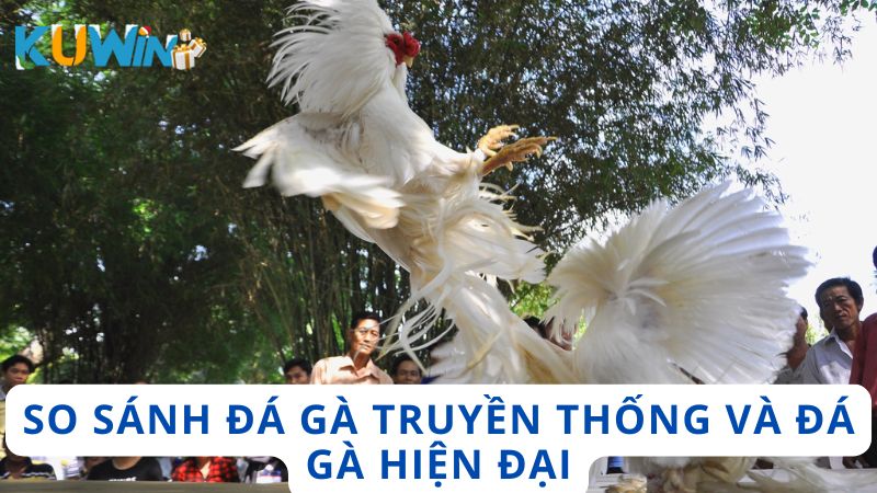 So sánh chọi gà và đá gà hiện đại