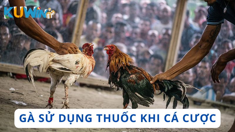 Sử dụng thuốc hỗ trợ giúp gà tấn công mạnh mẽ và do chiêu thức nguy hiểm
