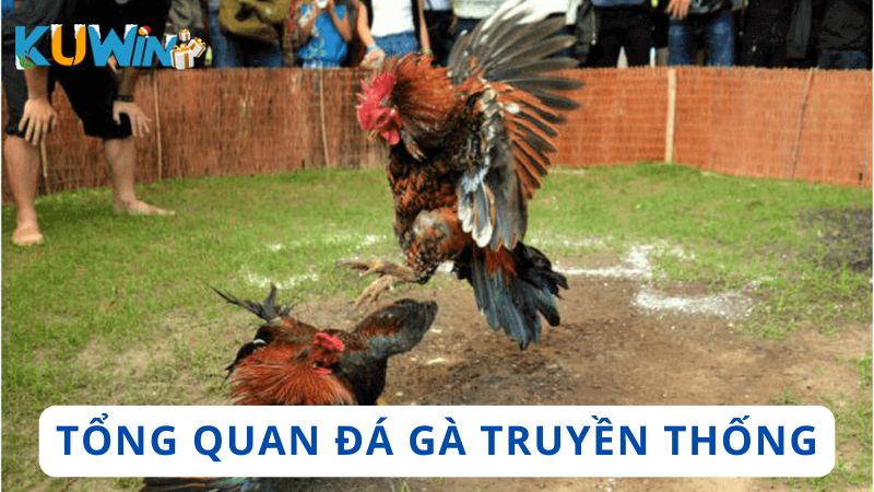 Tổng quan về chọi gà truyền thống