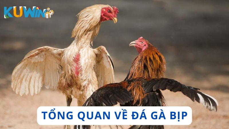 Tổng quan về đá gà bịp trong cá cược trực tuyến