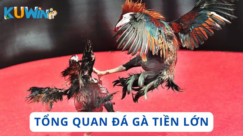 Tổng quan về đá gà tiền lớn được tổ chức hiện nay